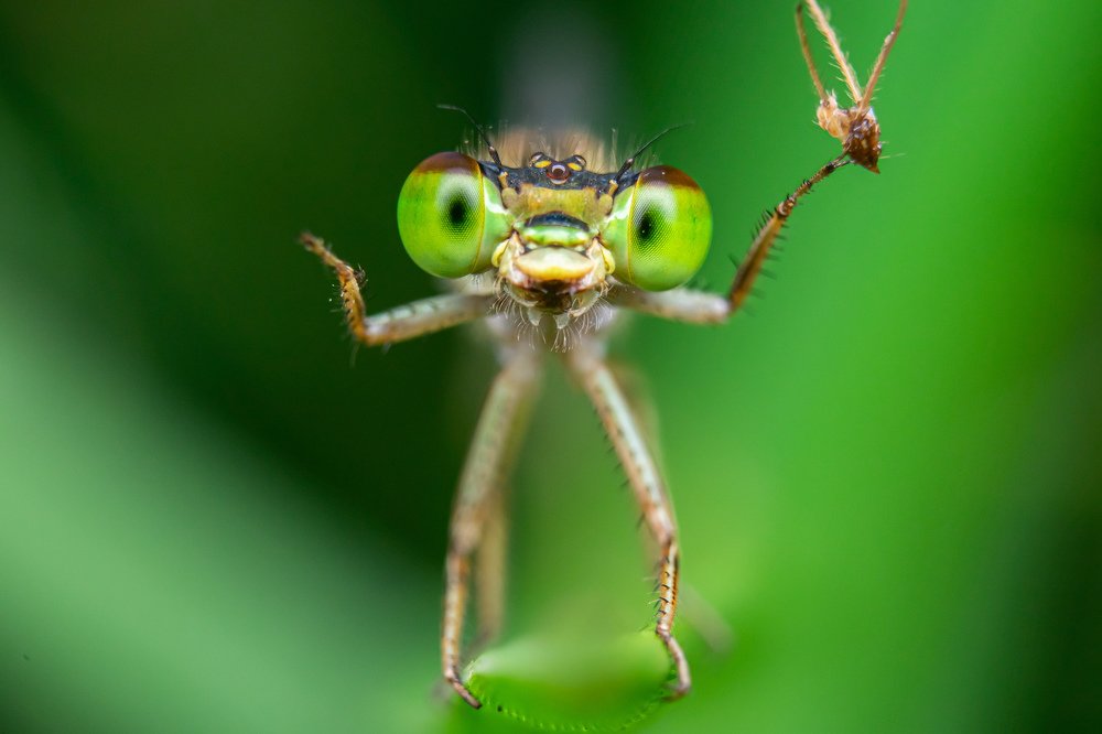 Photograph by achmad kamal kamal