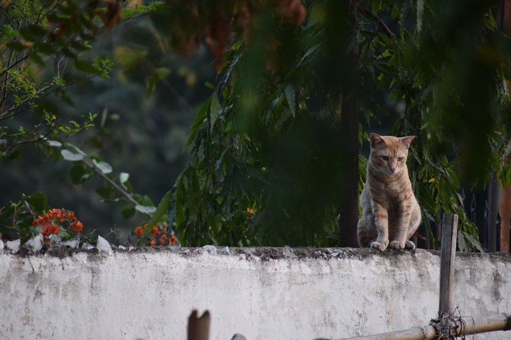 Photograph by Rudhra Chaithanya Allagadda