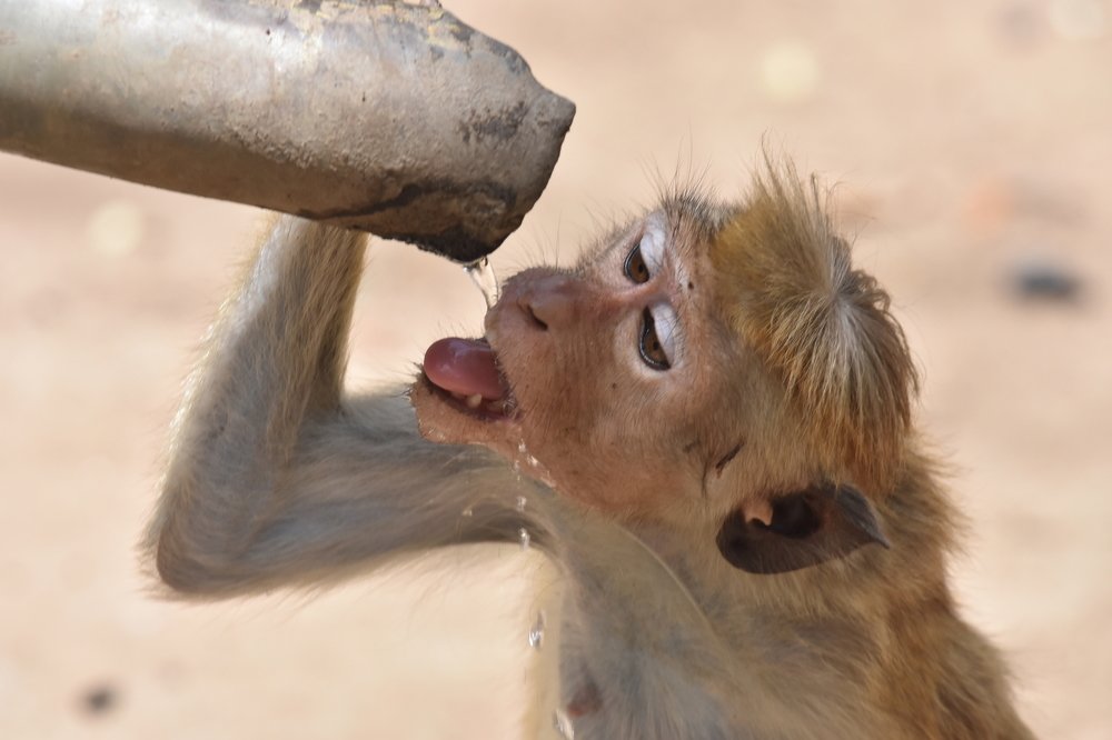 Photograph by Karuna Premalal Wanigasekara Arachchilage