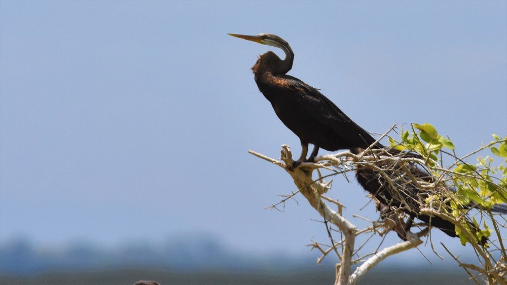 Photograph by Karuna Premalal Wanigasekara Arachchilage