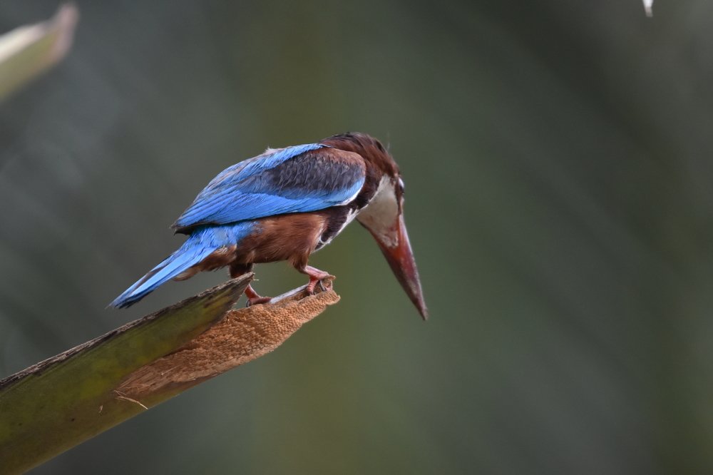 Waiting for Breakfast