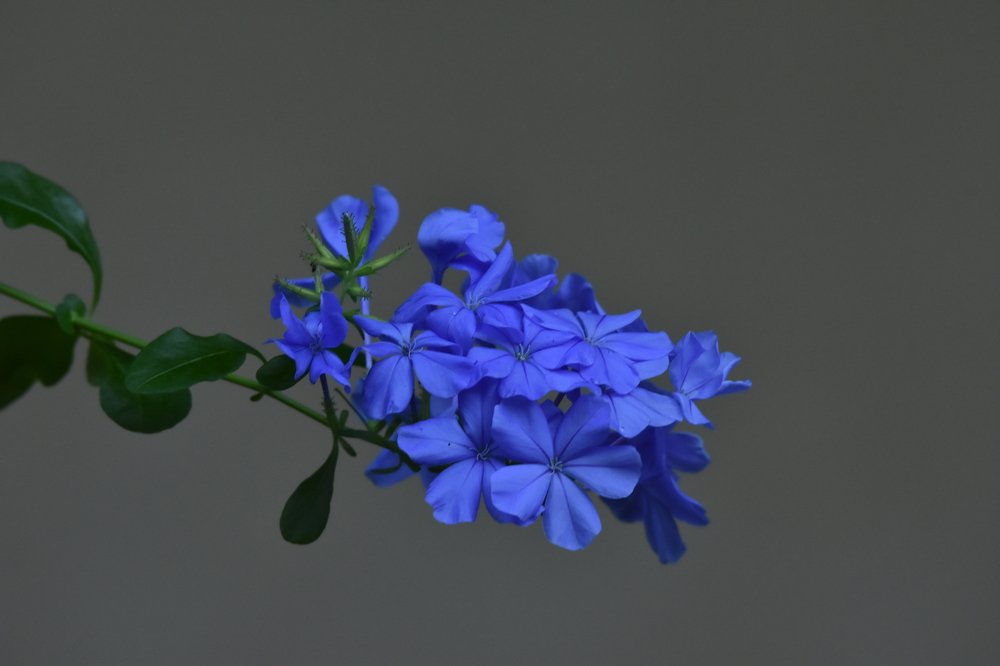 Photograph by Karuna Premalal Wanigasekara Arachchilage