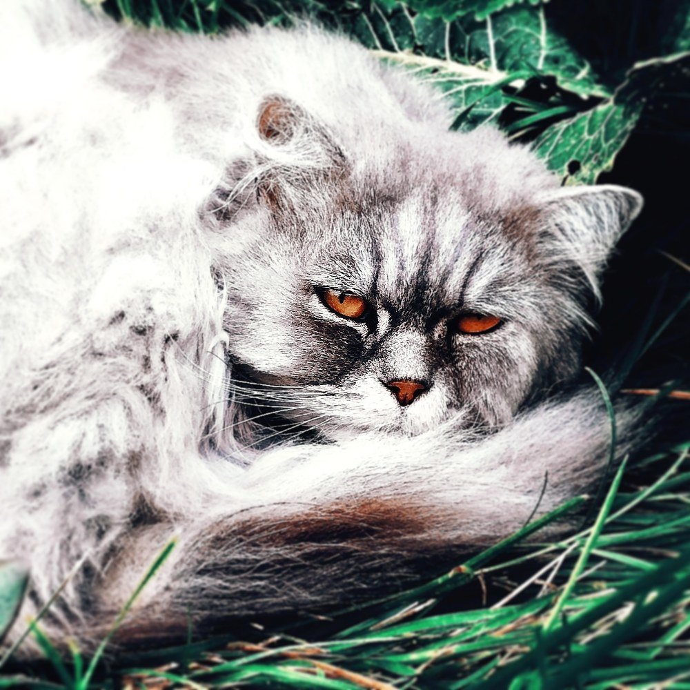 " Смотрящий в душу "