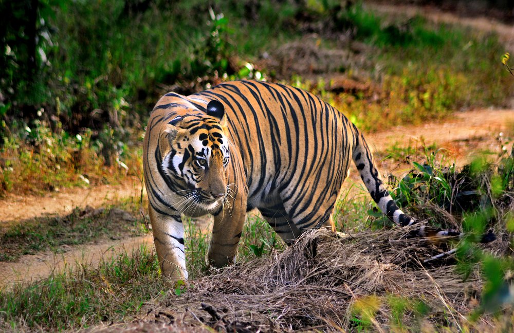 Photograph by Parth Bhagat