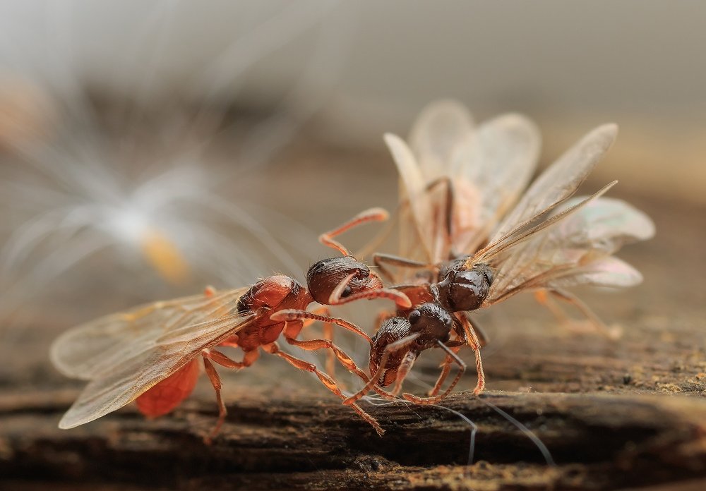 На крыльях любви