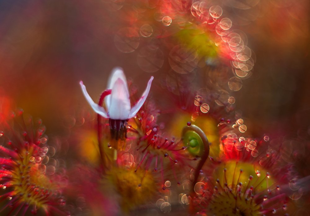 Вечер на болоте.