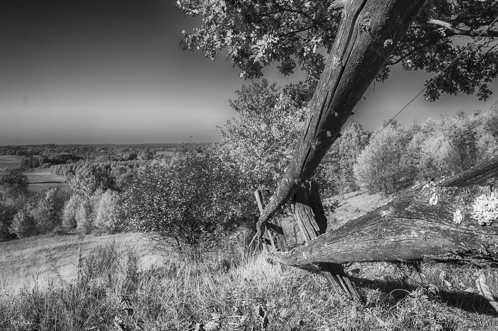 Photograph by Krzysztof Pawlicki