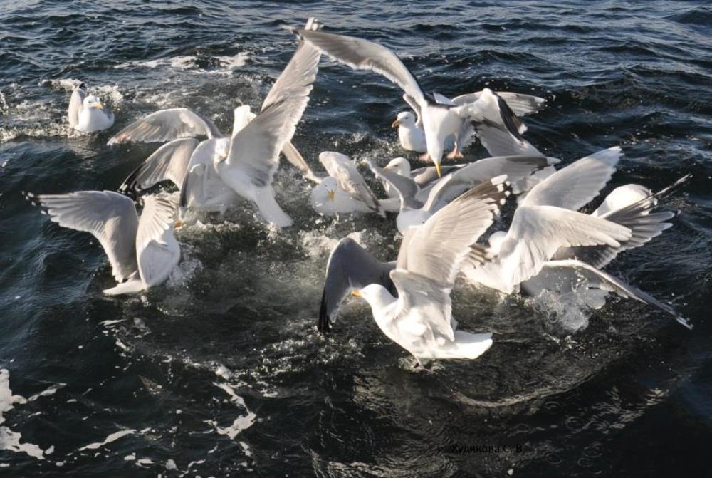Баренцево сопротивление