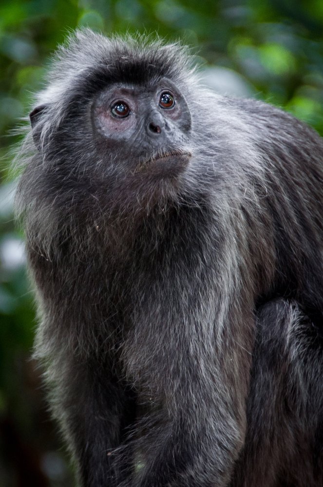 Silver Leaf Monkey