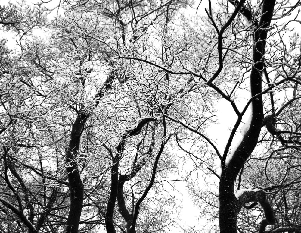 Путанные контрасты зимы