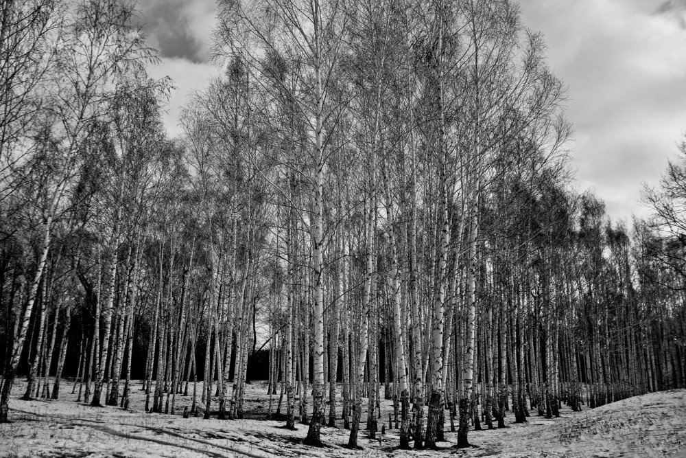 Photograph by Эльмира Владимирова