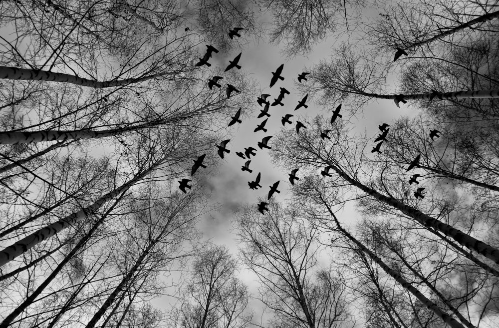 Photograph by Эльмира Владимирова