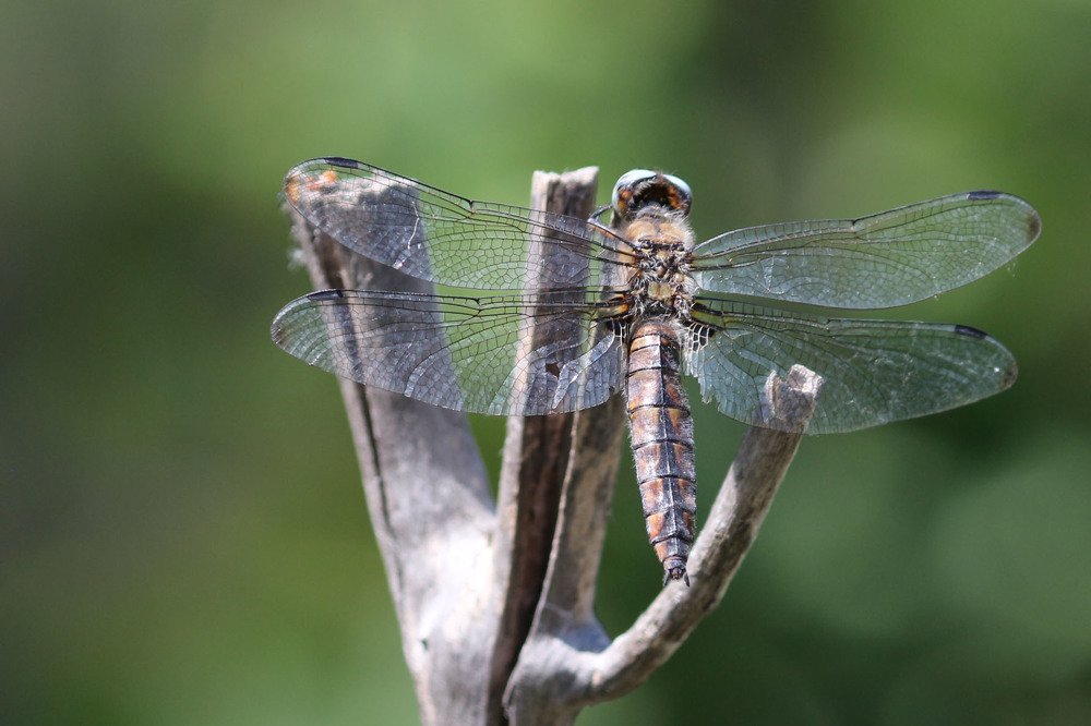 Photograph by Игорь Краснояров