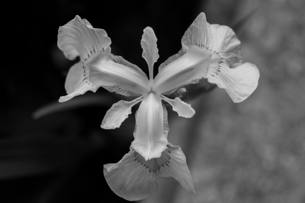 Фотография автора Анастасия Подкорытова