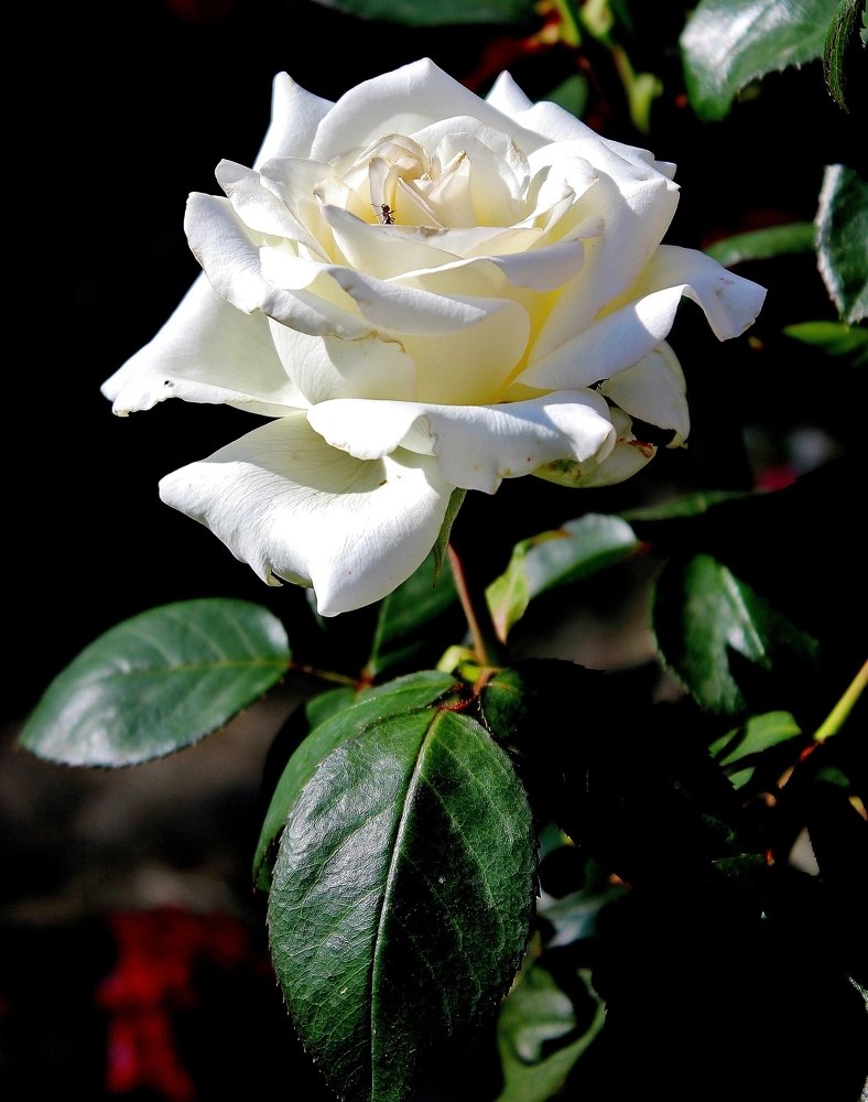 Photograph by Анна Восковых