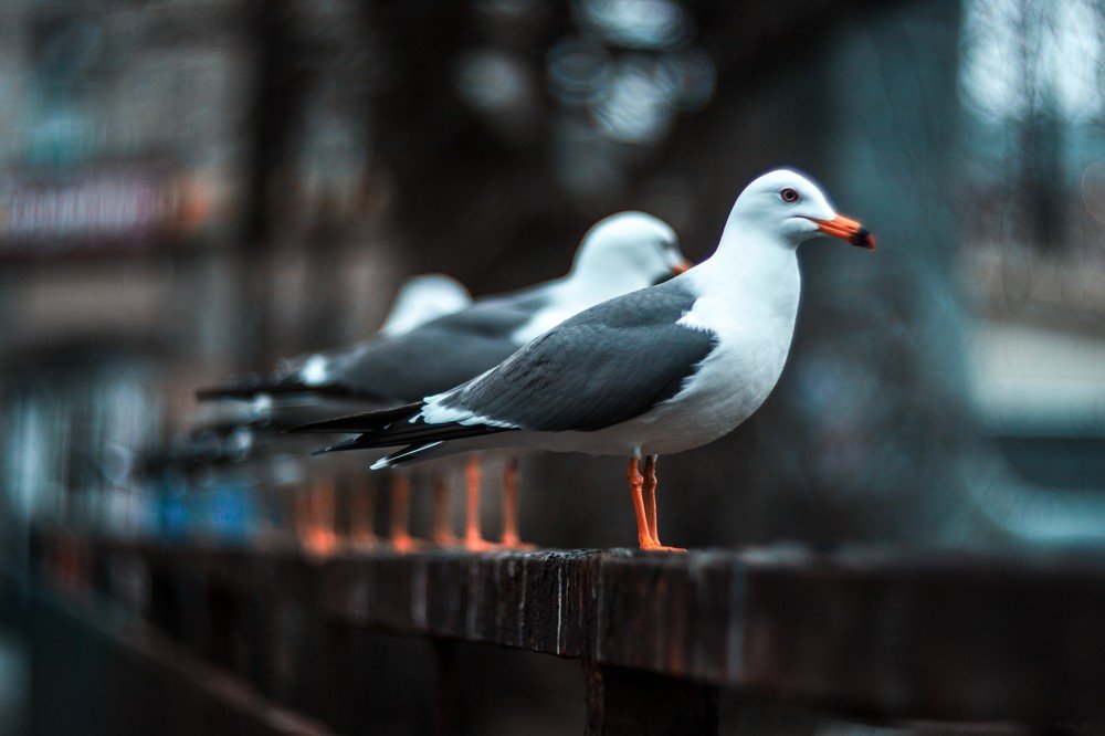 Photograph by Павел Милкин