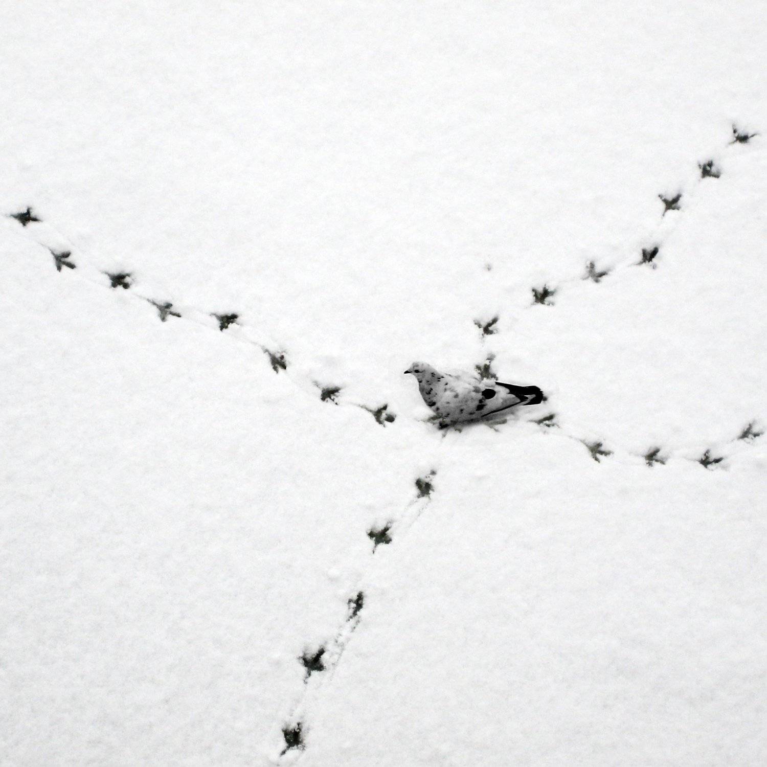 Photo #4243973