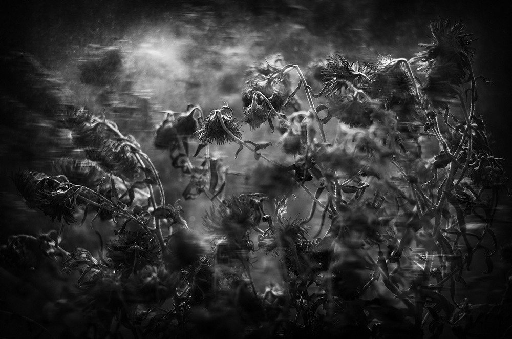 Photograph by Sergii Chepulskyi