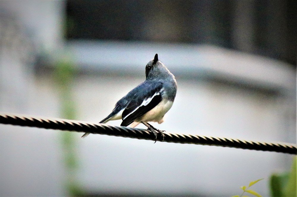 Looking for the summer