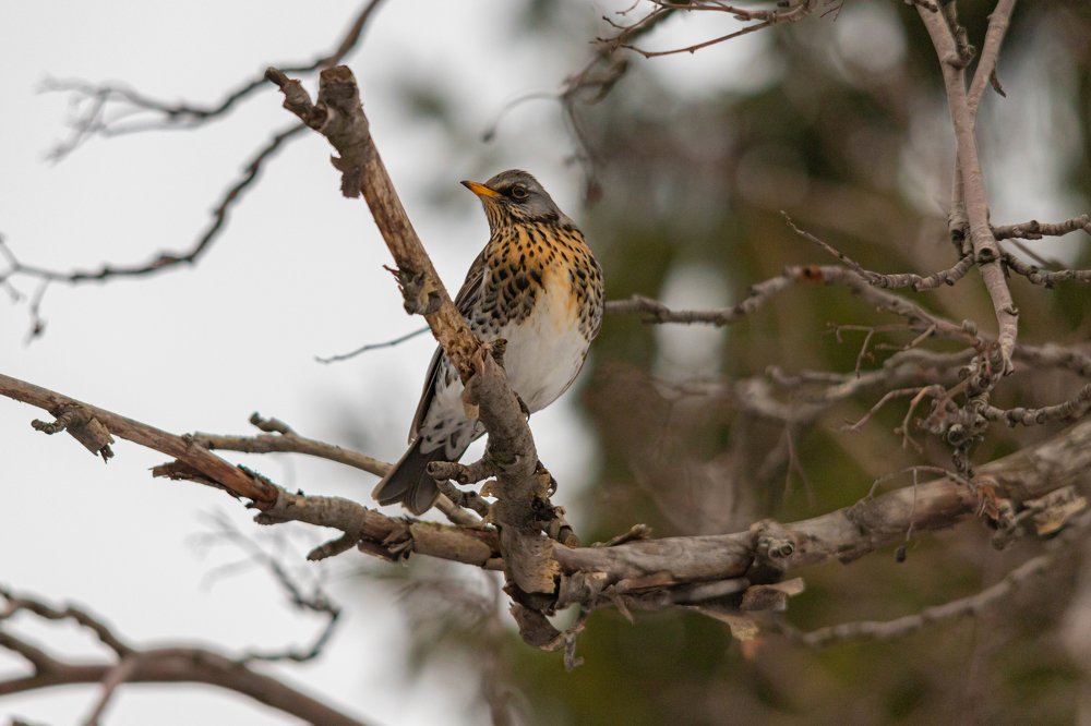 Photograph by Дмитрий Чудинин