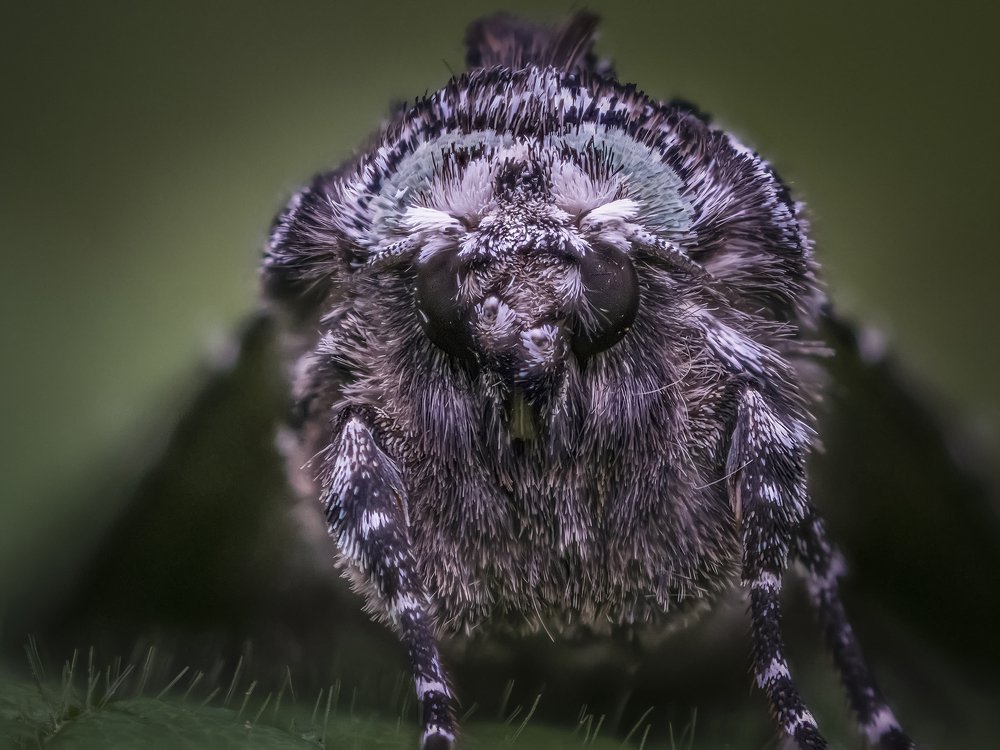 Мохнатый мотылёк