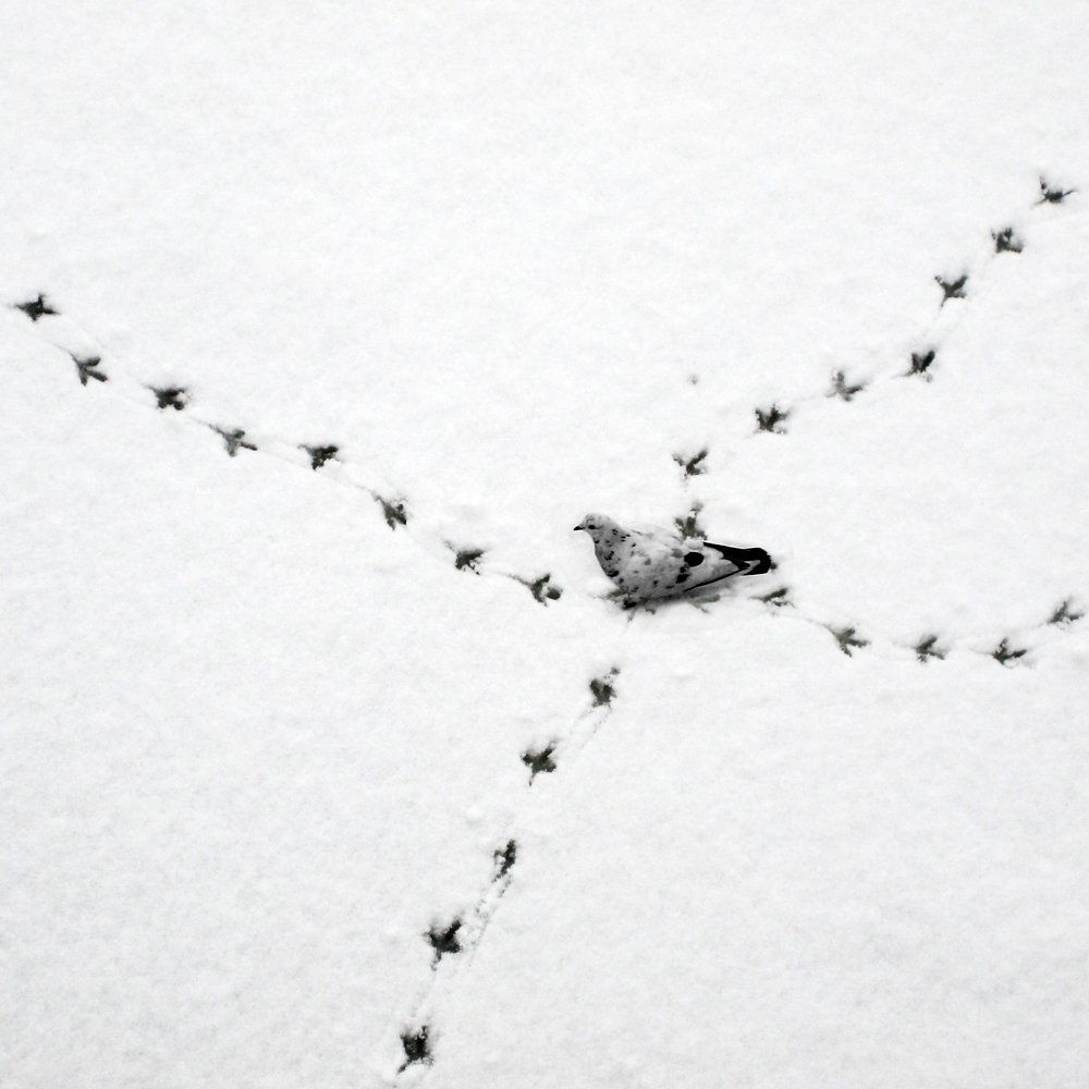 Photo #4244377