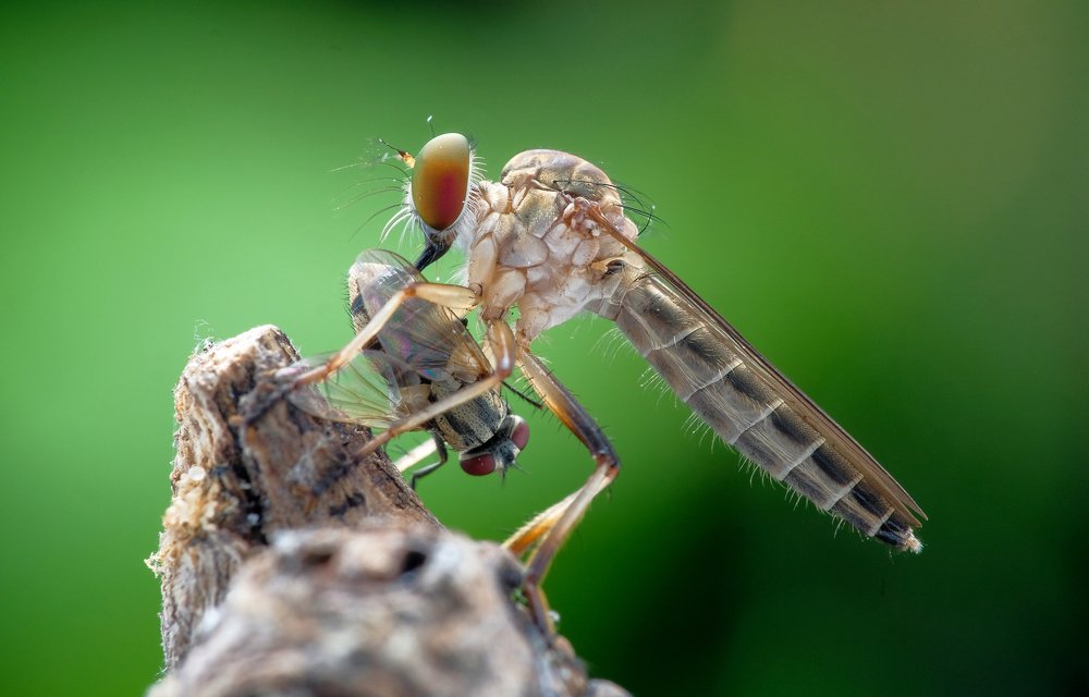 Photograph by Chuah Christopher