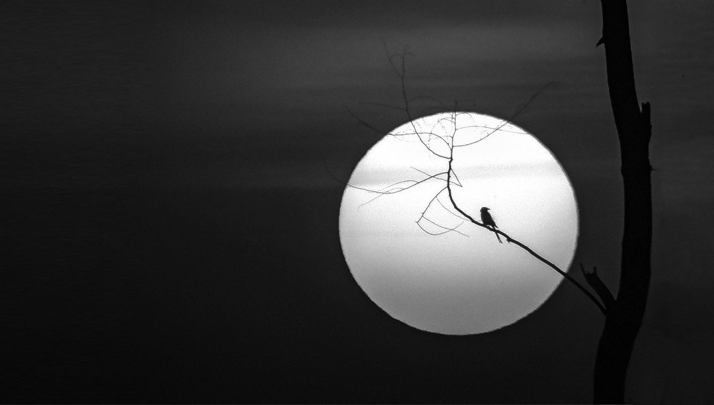 Photograph by Tanmoy Das