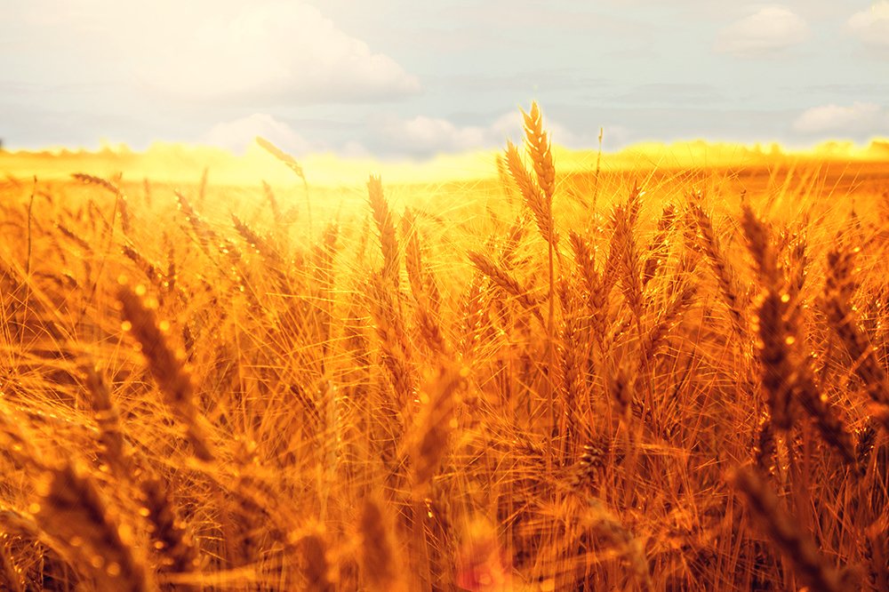 Photograph by Анна Петренко-Лопатина