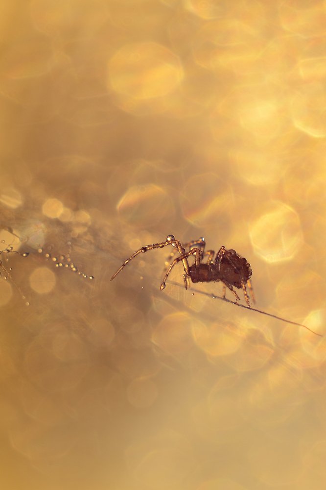 Останусь светом.