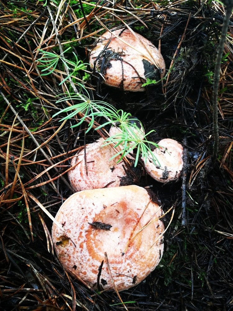 Photo #4245431