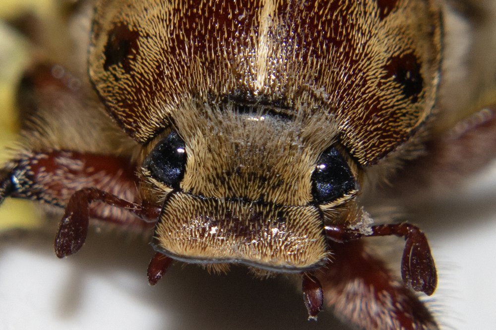 Photograph by Jovan Svorcan