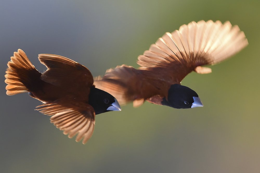 Photograph by Tran Hoang Phong