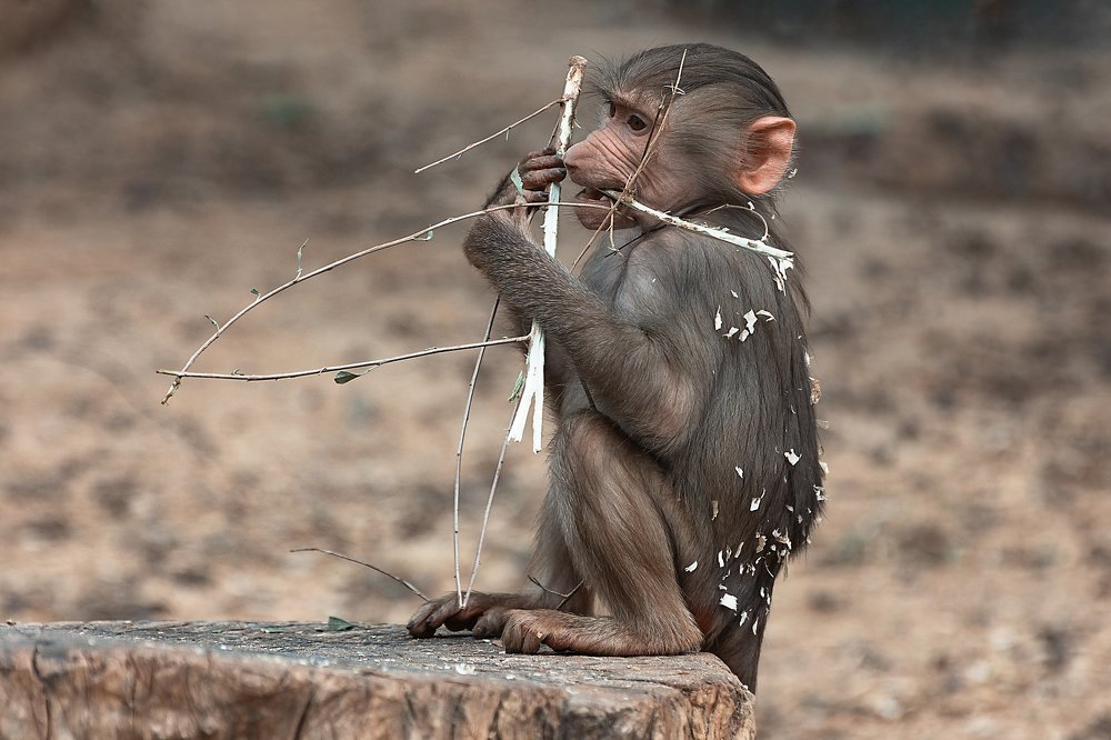 Photograph by David Lerer