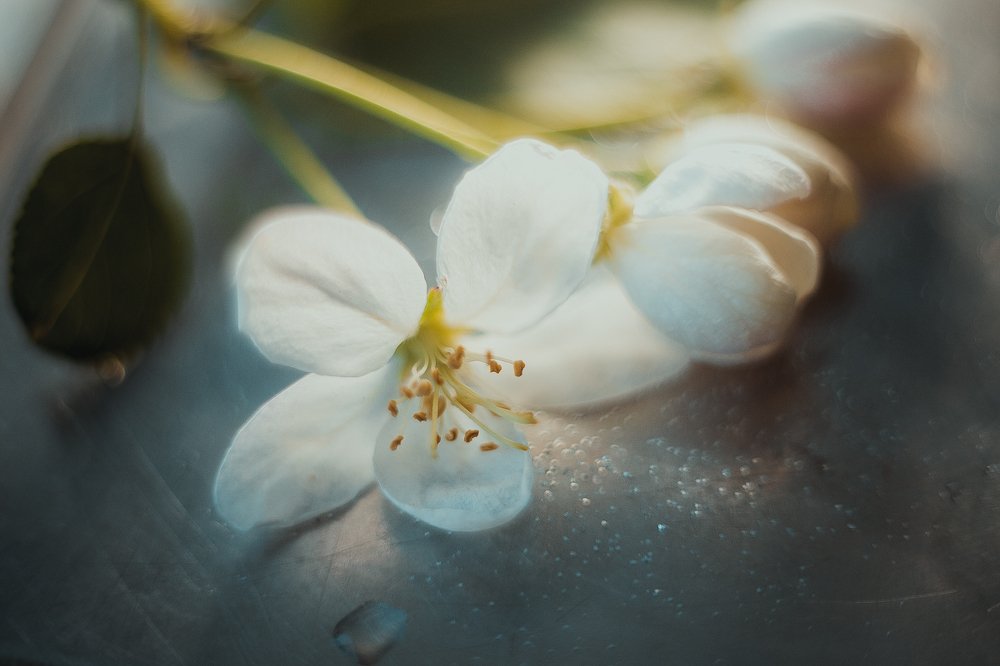 Фотография автора Ева Пухова