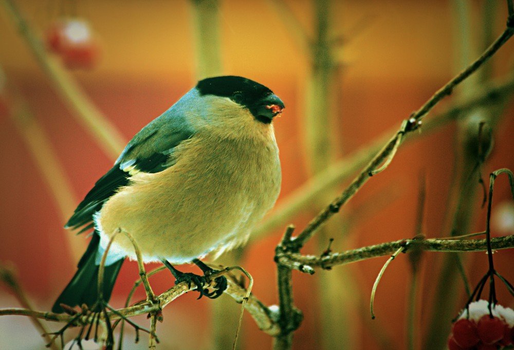 Photograph by Риф