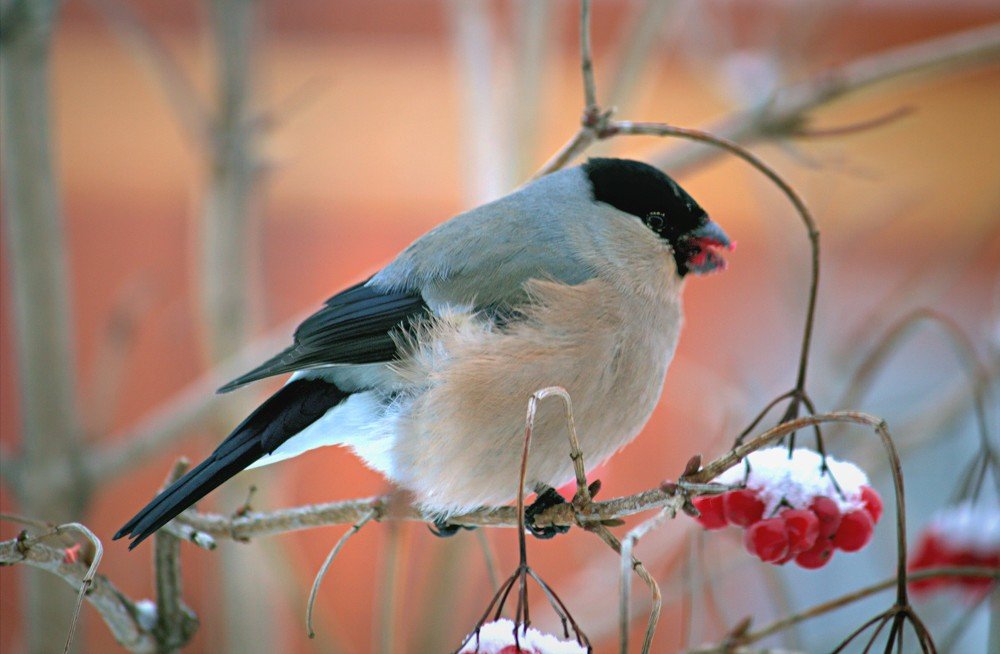 Photograph by Риф