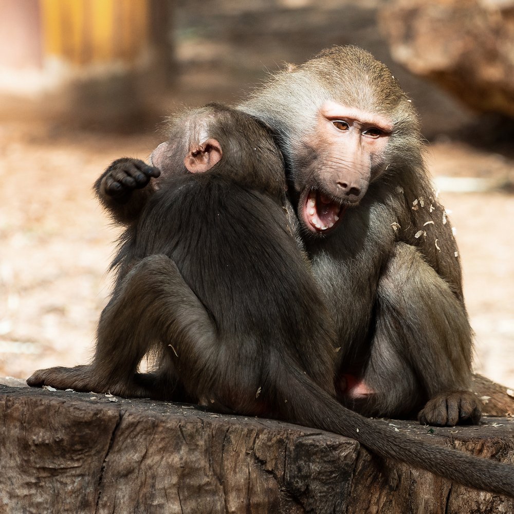 Photograph by David Lerer