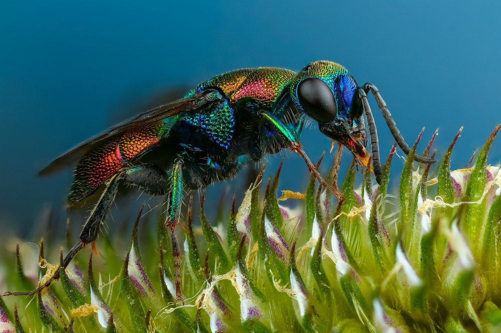 Оса блестянка