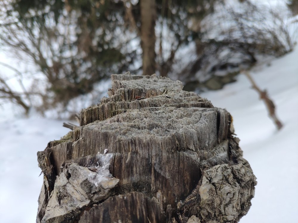 Photo #4245817