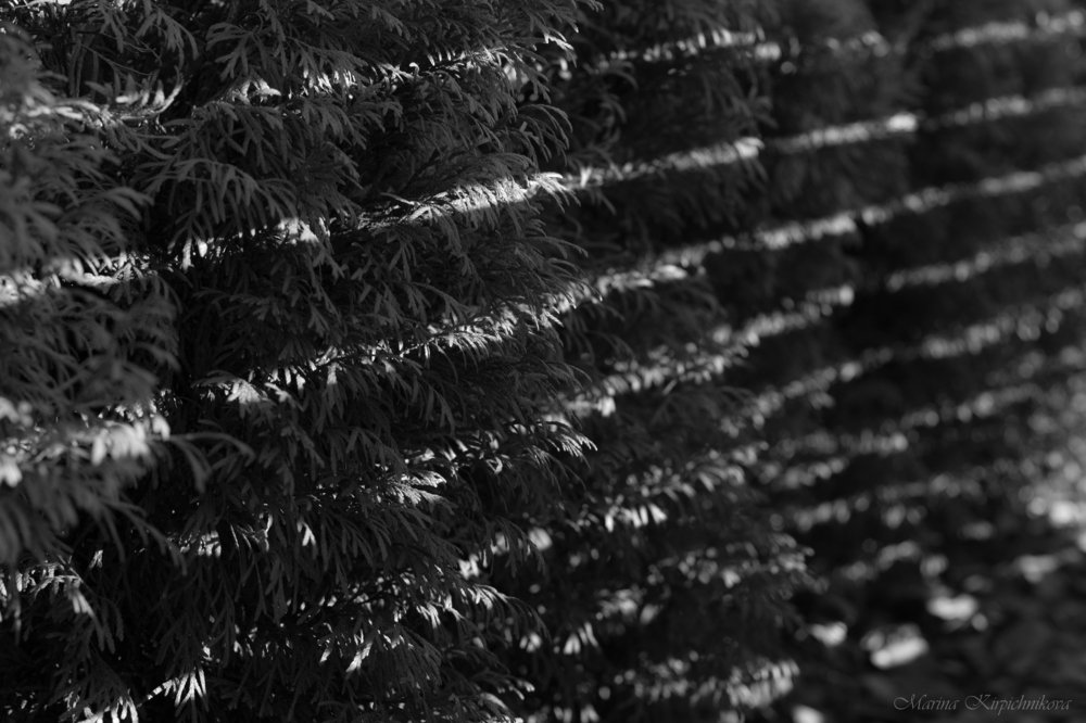 Photograph by Марина Кирпичникова