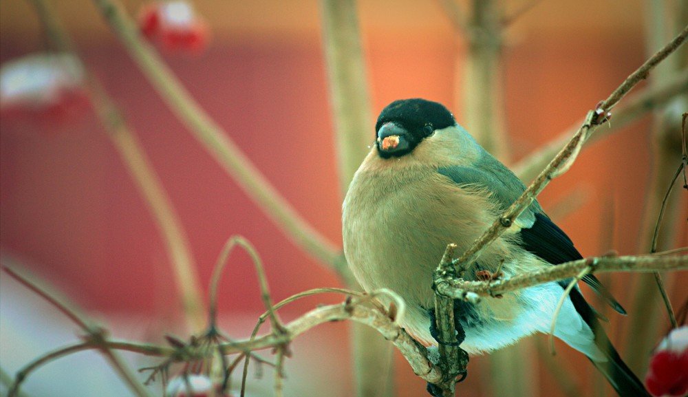 Снегири в деревне
