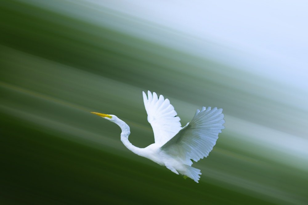 El vuelo de la garza