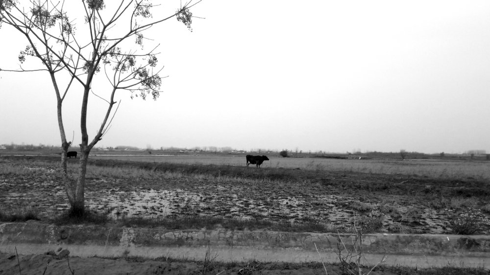 Photo #4246483