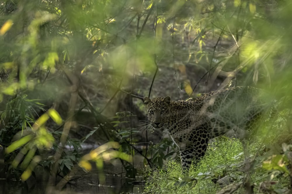 Photograph by Abhaya Shukla