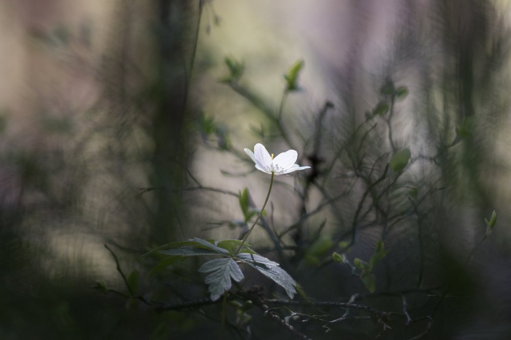 Photograph by Светлана Давыдова