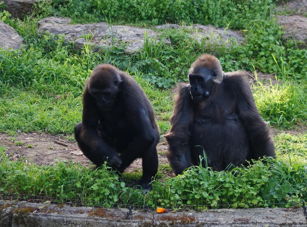 думают-достать морковку или нет?