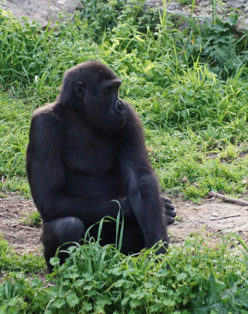 ну не виновата я...