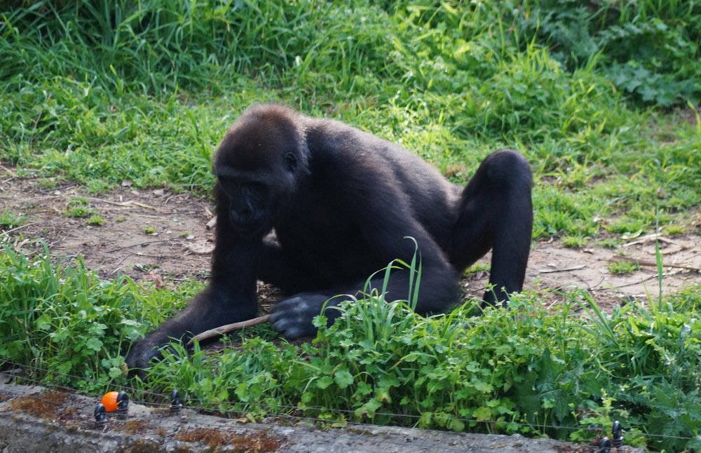 всё-таки достану морковь