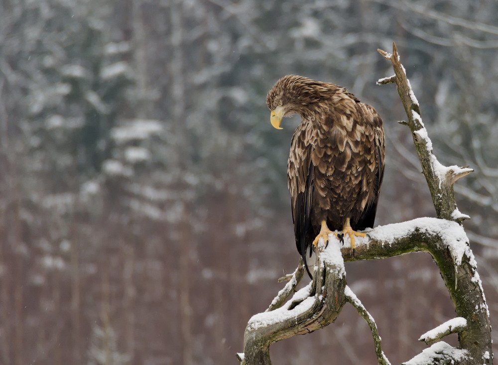 White-tailed eagle (Haliaeetus albicilla)